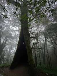 【哀牢山｜雲南的雲霧秘境】