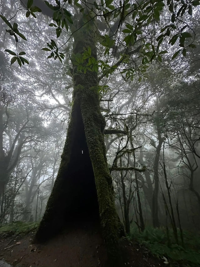 【哀牢山｜雲南的雲霧秘境】