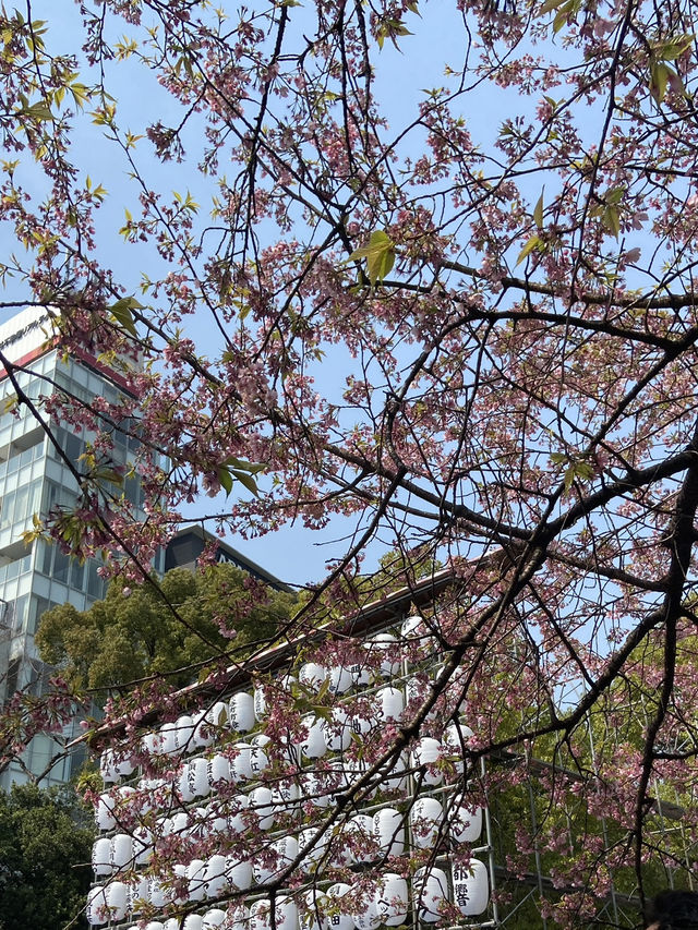 🇯🇵 โตเกียวแบบฮาๆ ของคนที่มาก่อนซากุระบานเต็มต้น