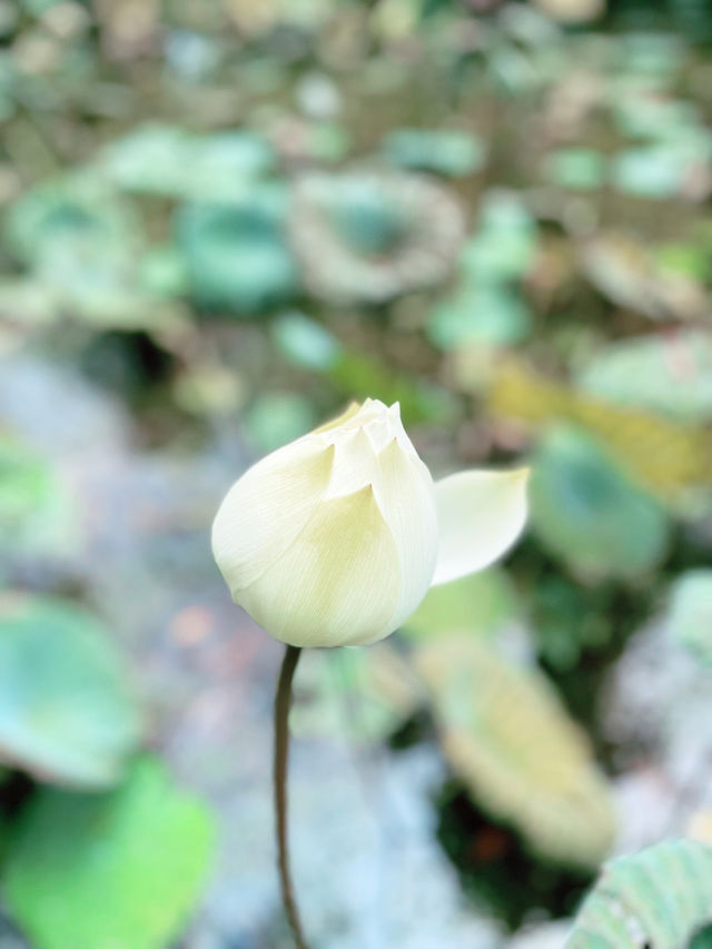“Serenity in the City: Discover the Tranquil Beauty of Perdana Botanical Garden”