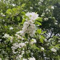 Dreamy Nature in Royal Botanic Gardens (Edinburgh)