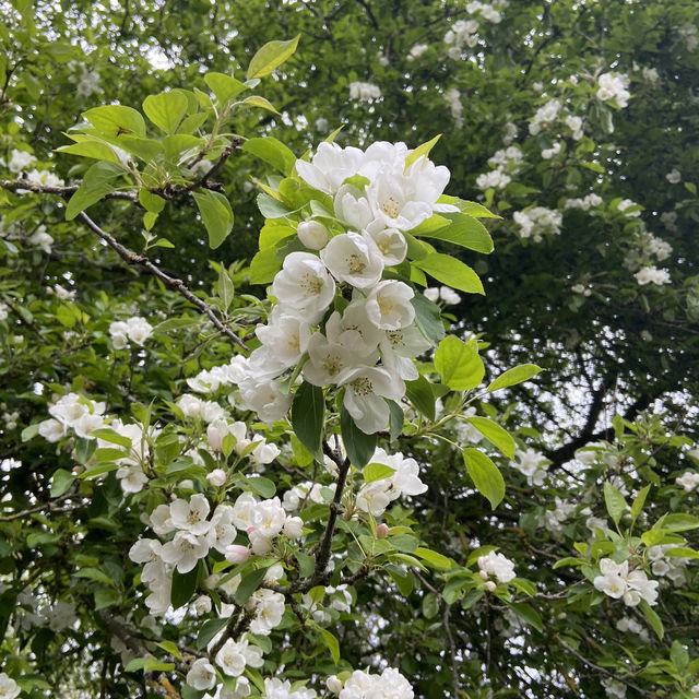 Dreamy Nature in Royal Botanic Gardens (Edinburgh)