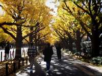 Meiji Jingu Gaien จุดชมใบไม้เปลี่ยนสีโตเกียว 🍂