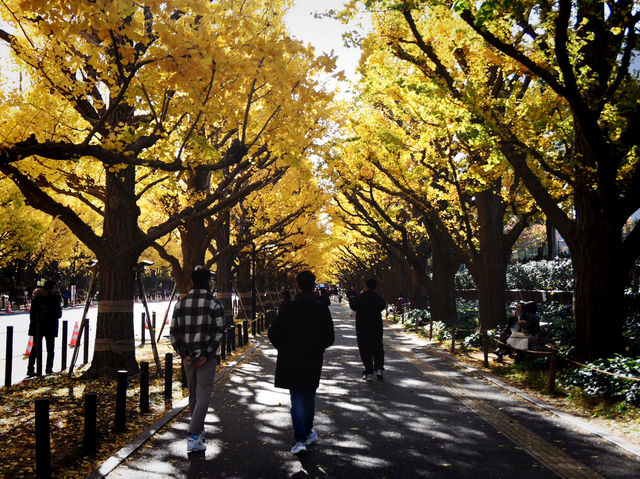 Meiji Jingu Gaien จุดชมใบไม้เปลี่ยนสีโตเกียว 🍂