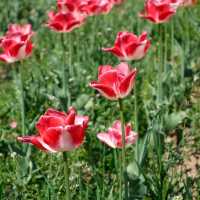 Tulip Garden - Kashmir 🇮🇳
