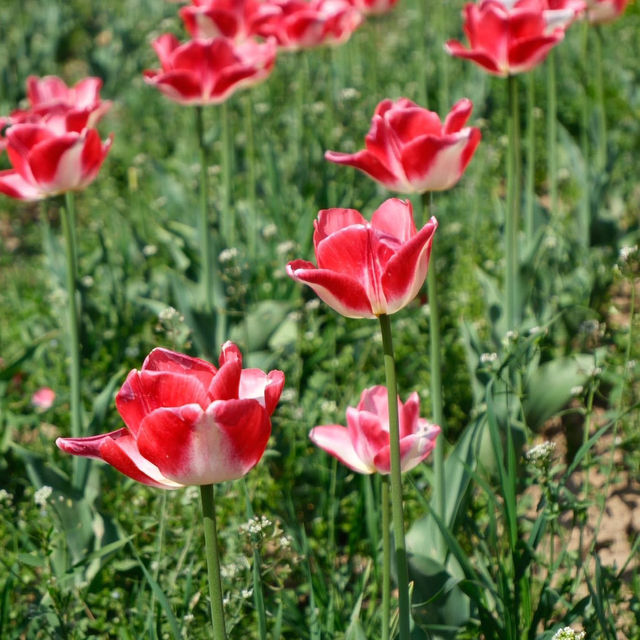 Tulip Garden - Kashmir 🇮🇳