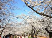 สวนอุเอโนะ Full Bloom