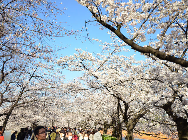 สวนอุเอโนะ Full Bloom