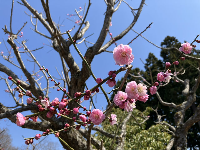 鳥取花廻廊
