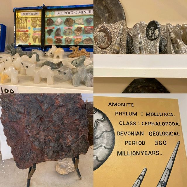 Morocco's Ammonite Crafts Treasures! 🐚 Morocco's Ammonite Crafts Treasures! 🐚