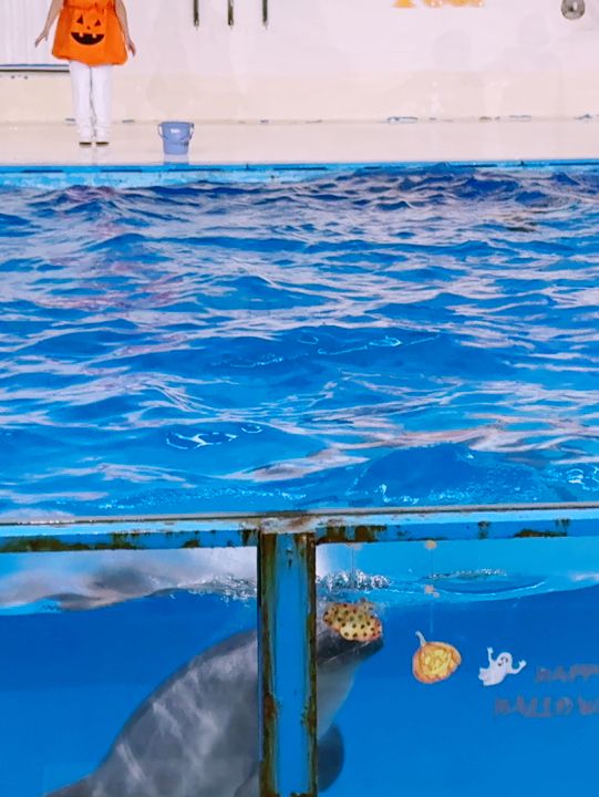 🐧【登別尼克斯海洋公園】親子必去!企鵝巡遊+沙丁魚風暴+童話城堡水族館 🐧【登別尼克斯海洋公園】親子必去!企鵝巡遊+沙丁魚風暴+童話城堡水族館