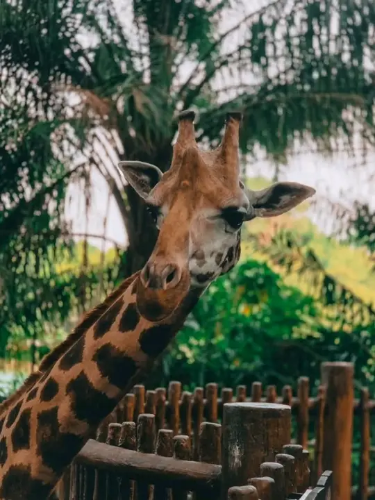 新加坡動物園裝飾精美且維護良好，動物們對人類非常熟悉，資訊豐富