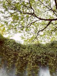 🌳 Tips | Fort Canning Tree Tunnel: Singapore's Magical Photographic Portal! 📸