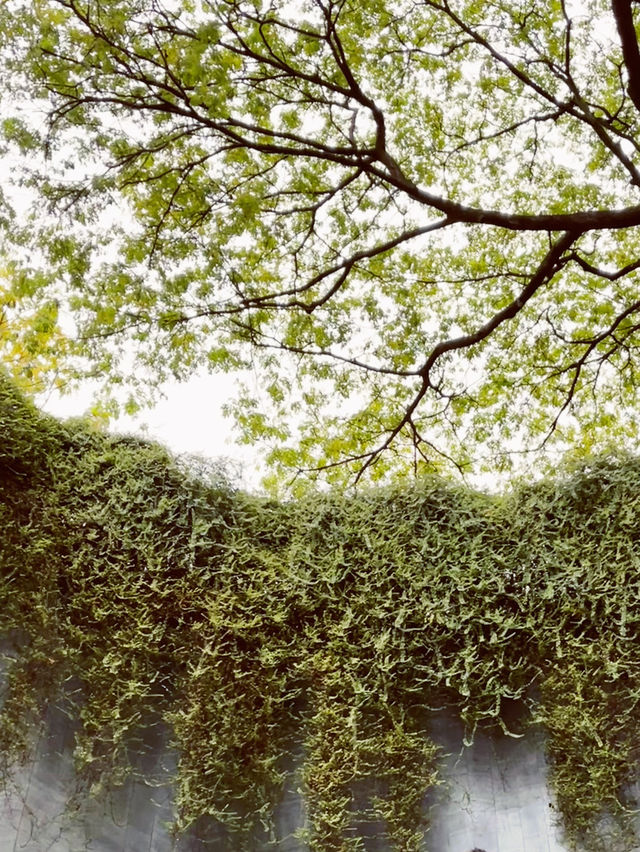 🌳 Tips | Fort Canning Tree Tunnel: Singapore's Magical Photographic Portal! 📸