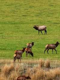 🌋 Yellowstone National Park – The Wild Heart of America