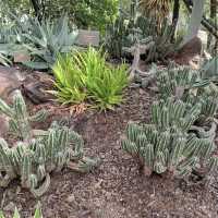Desert Botanical Garden