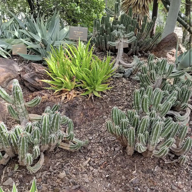 Desert Botanical Garden