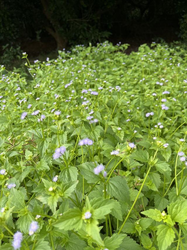 深圳秘境探索紅花山公園🌾