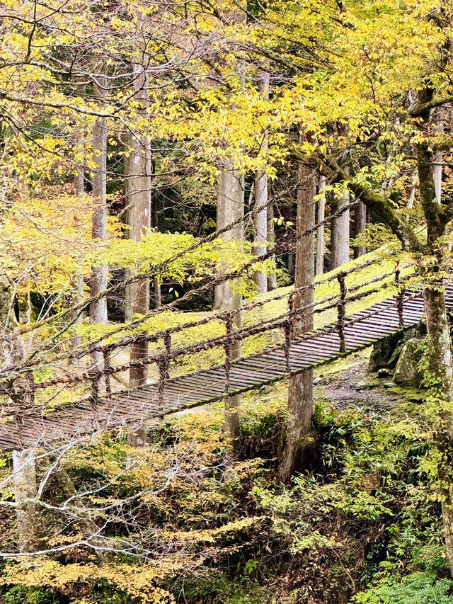踏み板の隙間が多く、スリル満点のかずらで造られた吊り橋