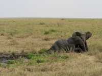 Endless Plains Alive with the Spirit of the Wild