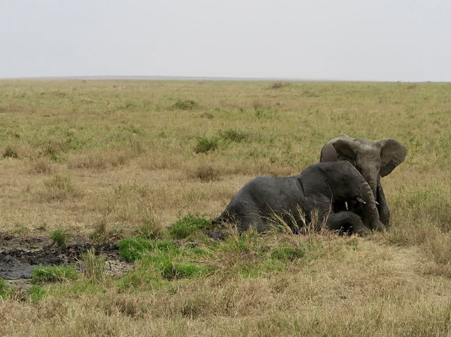 Endless Plains Alive with the Spirit of the Wild