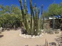 Tucson Botanical Gardens