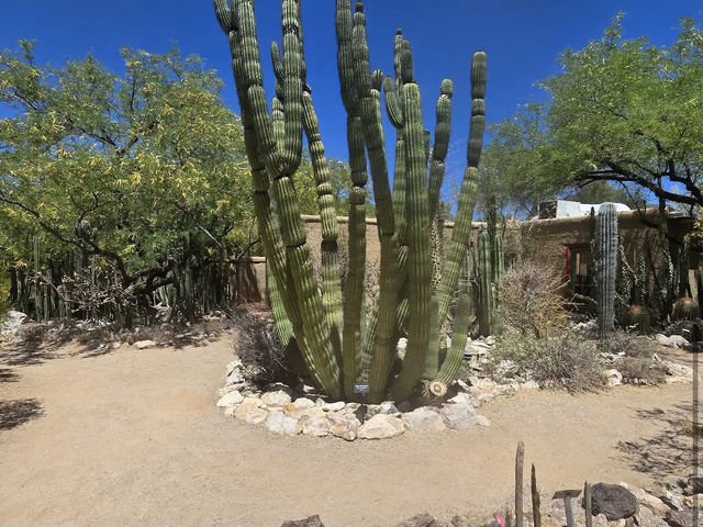 Tucson Botanical Gardens