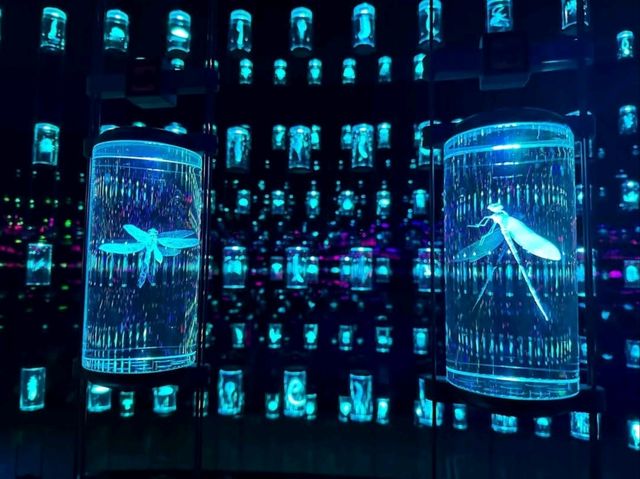 Innovation and Imagination Come Alive at the Museum of the Future