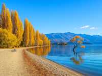 📍Golden Autumn at Lake Wanaka 🍂💙
