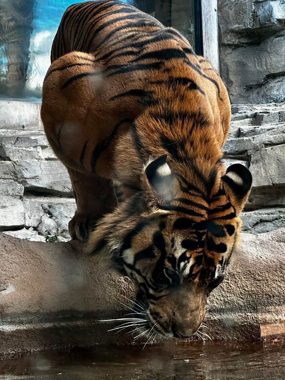 Busch Gardens Tampa Bay