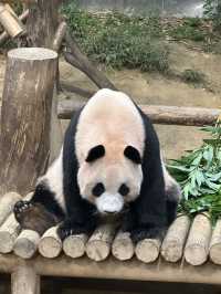 꿈과 환상의 나라 에버랜드로 오세요😁