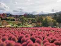 北海道秘境✨由仁花園3.2萬株地膚草鋪成秋日絨毯