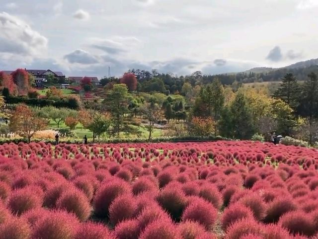 北海道秘境✨由仁花園3.2萬株地膚草鋪成秋日絨毯