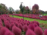北海道秘境✨由仁花園3.2萬株地膚草鋪成秋日絨毯