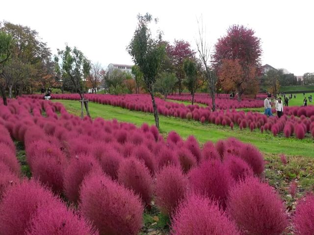 北海道秘境✨由仁花園3.2萬株地膚草鋪成秋日絨毯