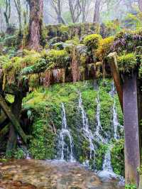 見晴懷古步道森林漫遊體驗🌳