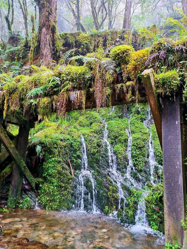 見晴懷古步道森林漫遊體驗🌳