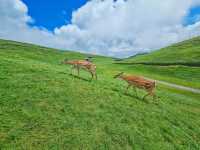 不用去新疆!在湘南郴州找到宫崎骏童话草原|蹒跚小旅人一日漫游