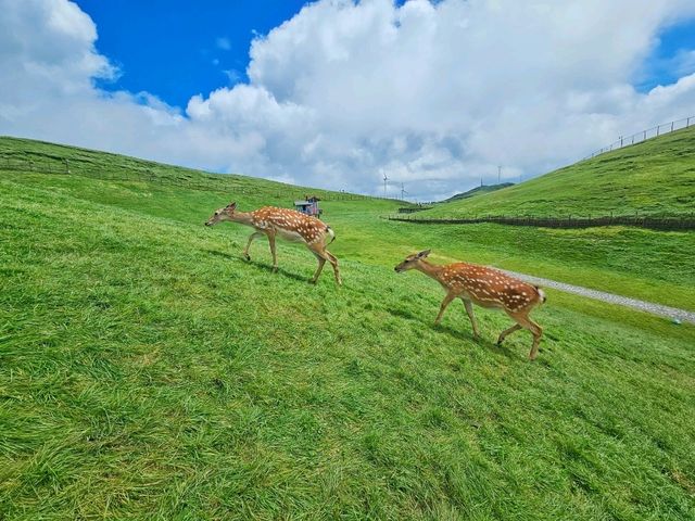 不用去新疆!在湘南郴州找到宫崎骏童话草原|蹒跚小旅人一日漫游 不用去新疆!在湘南郴州找到宫崎骏童话草原|蹒跚小旅人一日漫游