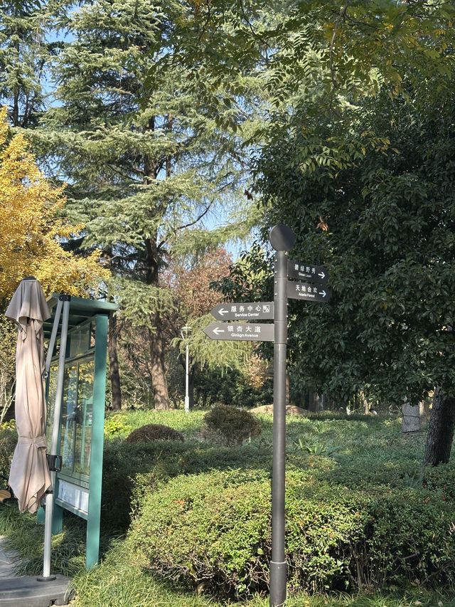 🍁上海延虹绿地｜城市裡舒服的秋日銀杏散步地
