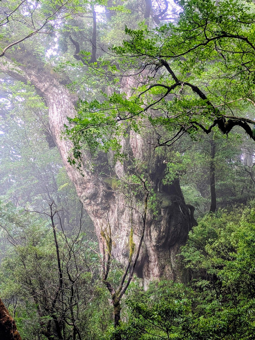 縄文杉トレッキングツアー | Trip.com 屋久島町