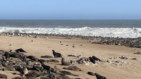 🦭 나미비아 케이프 크로스 물개 보호구역(Cape Cross Seal Reserve) 리뷰 🇳🇦 — traveler post in 에른고