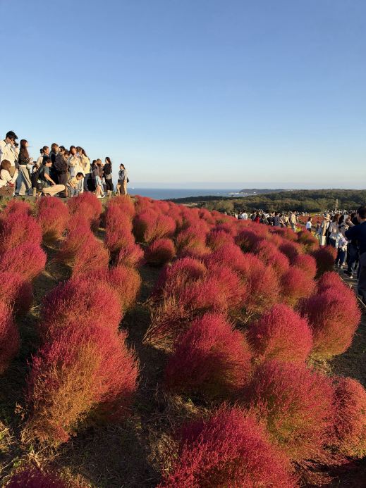 Experience a Day Tour of Ibaraki's Floral Splendor: Unforgettable Crimson Kochia!