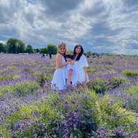 Lost in a sea of lavender 💜🌿 