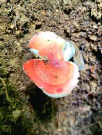 Roots, Rocks, and Rivers: Exploring Grand Ledge’s Hidden Trails