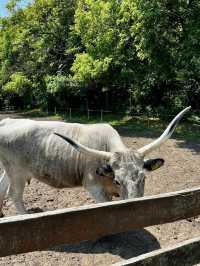 Debrecen Zoo & amusement park