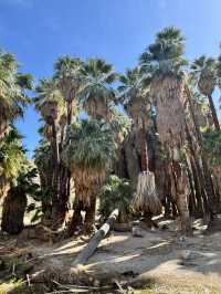 come and see the desert oasis！！
