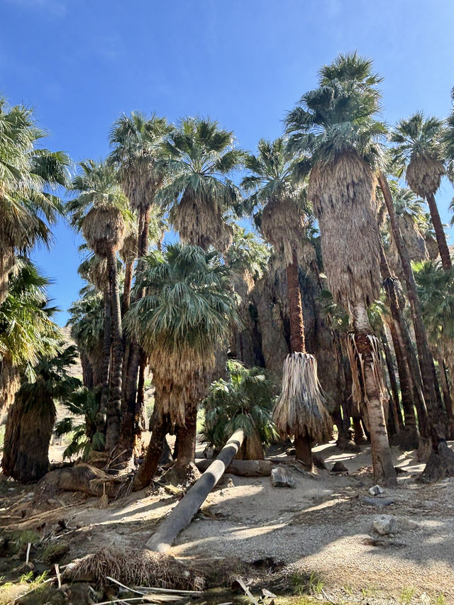 come and see the desert oasis！！