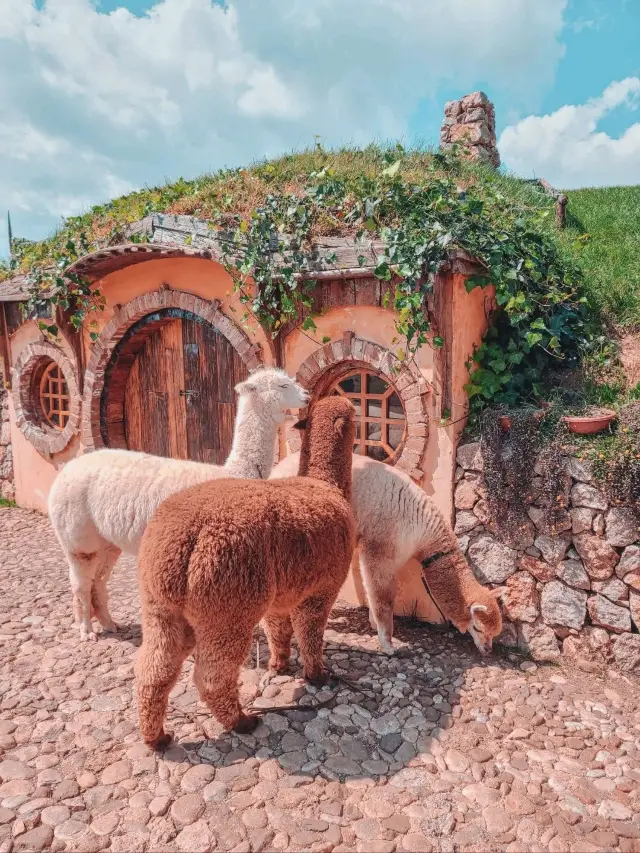 🌸Best Photoshoot Location in Lijiang