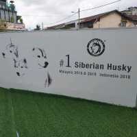 馬六甲Husky天堂 | 盡情享受被哈士奇們包圍吧！